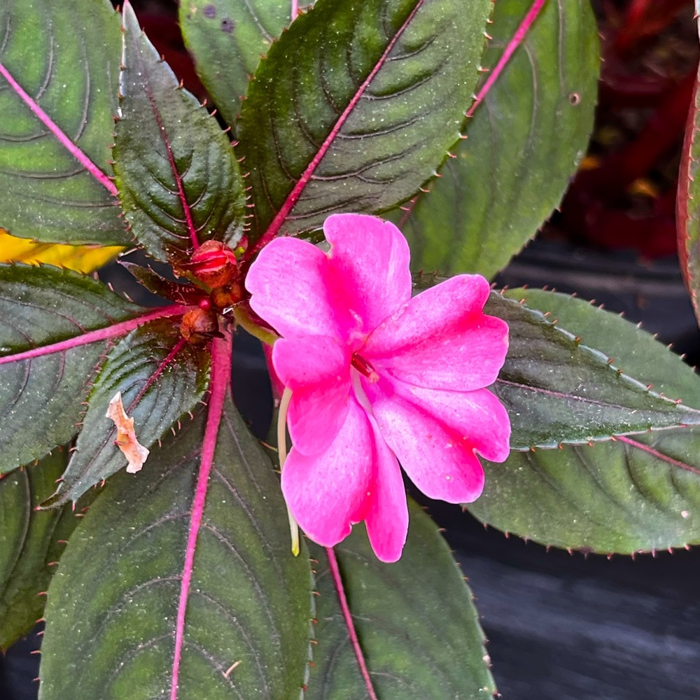 Meet your Posher, Happy Cats